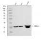 Anti-Annexin A1/ANXA1 Antibody Picoband™ (monoclonal, 6B7F8)