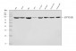 Anti-Hsp90 beta/HSP90AB1 Antibody Picoband™ (monoclonal, 7B7F5)