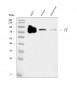 Anti-Transferrin/TF Antibody Picoband™ (monoclonal, 7I11B10)