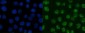 Anti-XRCC1 Antibody Picoband™ (monoclonal, 10E10)