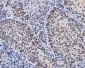 Anti-Lamin A+C/LMNA Antibody Picoband™ (monoclonal, 5F3C12)