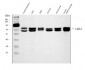 Anti-Lamin A+C/LMNA Antibody Picoband™ (monoclonal, 5F3C12)