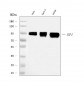 Anti-SP1 Antibody Picoband™ (monoclonal, 3C4C3)