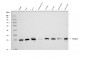 Anti-Proteasome 20S beta 7/PSMB7 Antibody Picoband™ (monoclonal, 3H6C8)