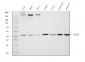 Anti-Aspartate Aminotransferase/GOT1 Antibody Picoband™ (monoclonal, 6B3B4)