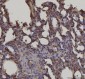 Anti-RAGE/AGER Antibody Picoband™ (monoclonal, 5C6C1)