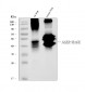 Anti-RAGE/AGER Antibody Picoband™ (monoclonal, 5C6C1)