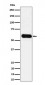 Anti-CD275 Rabbit Monoclonal Antibody