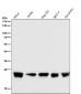 Anti-RalA Rabbit Monoclonal Antibody