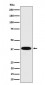 Anti-Cathepsin H Rabbit Monoclonal Antibody