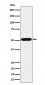Anti-htrA1 Rabbit Monoclonal Antibody