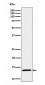 Anti-IL15 Rabbit Monoclonal Antibody