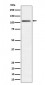 Anti-Ube1L / UBA7 Rabbit Monoclonal Antibody