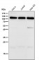 Anti-Ube1L / UBA7 Rabbit Monoclonal Antibody