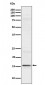 Anti-IL9 Rabbit Monoclonal Antibody