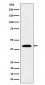 Anti-IL12B Rabbit Monoclonal Antibody