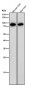 Anti-IL12B Rabbit Monoclonal Antibody