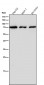 Anti-IL12B Rabbit Monoclonal Antibody