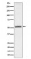 Anti-Phospho-Tau (S198) Rabbit Monoclonal Antibody