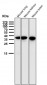 Anti-Gamma glutamyl hydrolase Rabbit Monoclonal Antibody