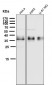 Anti-Gamma glutamyl hydrolase Rabbit Monoclonal Antibody