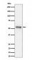 Anti-Phospho-Tau (S199) Rabbit Monoclonal Antibody