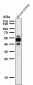 Anti-Phospho-Tau (S404) Rabbit Monoclonal Antibody