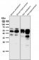 Anti-Phospho-Tau (S404) Rabbit Monoclonal Antibody