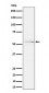 Anti-Phospho-Tau (S214) Rabbit Monoclonal Antibody
