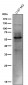 Anti-Phospho-Tau (S214) Rabbit Monoclonal Antibody