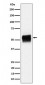 Anti-Phospho-Tau (S202) Rabbit Monoclonal Antibody