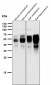 Anti-Phospho-Tau (S202) Rabbit Monoclonal Antibody