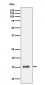 Anti-IL13 Rabbit Monoclonal Antibody