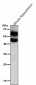 Anti-Phospho-CaMKII alpha (T286) Rabbit Monoclonal Antibody