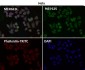 Anti-HN1 Rabbit Monoclonal Antibody