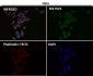 Anti-HN1 Rabbit Monoclonal Antibody