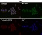 Anti-HN1 Rabbit Monoclonal Antibody