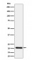 Anti-HN1 Rabbit Monoclonal Antibody