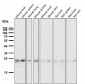 Anti-HN1 Rabbit Monoclonal Antibody