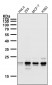 Anti-HN1 Rabbit Monoclonal Antibody