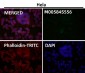 Anti-Phospho-ULK1 (S556) Rabbit Monoclonal Antibody