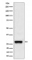 Anti-PDGF B Rabbit Monoclonal Antibody