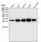 Anti-PDGF B Rabbit Monoclonal Antibody