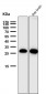 Anti-PDGF B Rabbit Monoclonal Antibody