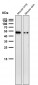 Anti-Phospho-Vimentin (S39) Rabbit Monoclonal Antibody