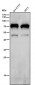 Anti-NR2C2 / TR4 Rabbit Monoclonal Antibody