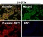 Anti-HoxC6 Rabbit Monoclonal Antibody