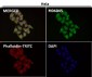 Anti-HoxC6 Rabbit Monoclonal Antibody
