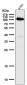 Anti-Phospho-Rb (S780) Rabbit Monoclonal Antibody