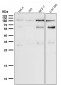 Anti-Phospho-Rb (S780) Rabbit Monoclonal Antibody